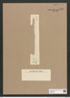 Synedra sp. (de-Toni-Nr.: Genus 66, Species 2587) Zeichnungen Sammlung Grunow Nr. 5396 (NHMW-BOT-W0373824)